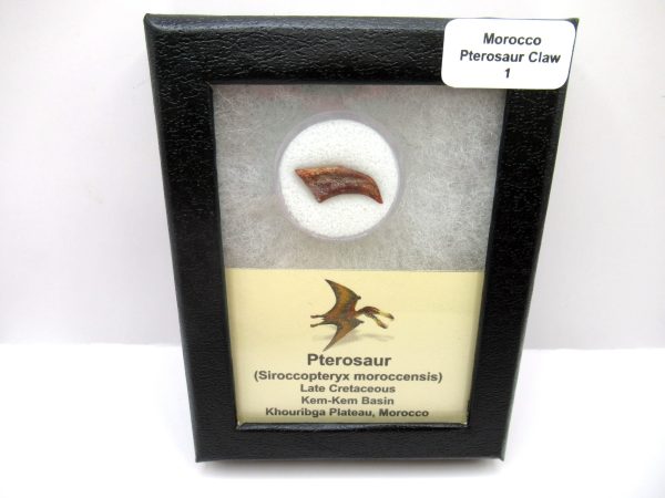 Genuine Cretaceous Age Siroccopteryx Pterosaur Dinosaur Claw Fossil For Sale From Morocco #1