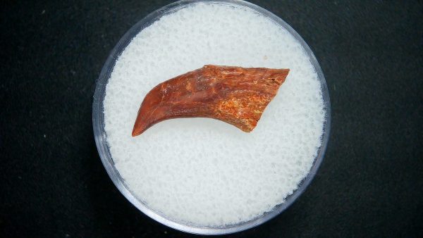 Genuine Cretaceous Age Pterosaur Dinosaur Claw Fossil For Sale From Morocco #1a