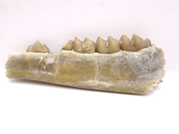 Genuine Oligocene Age Leptomeryx Deer Jaw Fossils From Nebraska For Sale #12a