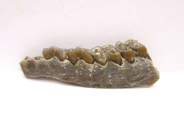 Genuine Oligocene Age Leptomeryx Deer Jaw Fossils From Nebraska For Sale #13a