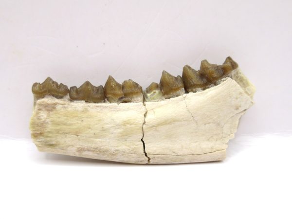 Genuine Oligocene Age Leptomeryx Deer Jaw Fossils From Nebraska For Sale #14