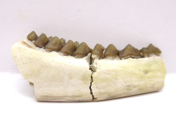 Genuine Oligocene Age Leptomeryx Deer Jaw Fossils From Nebraska For Sale #14a