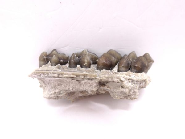 Genuine Oligocene Age Leptomeryx Deer Jaw Fossils From Nebraska For Sale #15