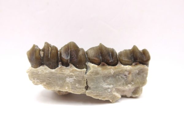 Genuine Oligocene Age Leptomeryx Deer Jaw Fossils From Nebraska For Sale #15a