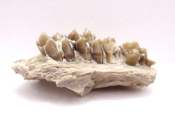 Genuine Oligocene Age Leptomeryx Deer Jaw Fossils From Nebraska For Sale #16