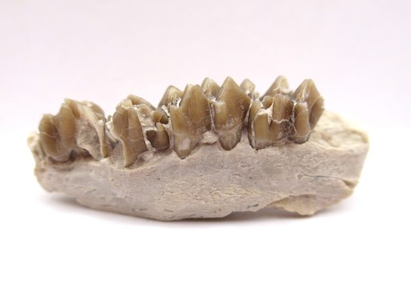 Genuine Oligocene Age Leptomeryx Deer Jaw Fossils From Nebraska For Sale #16a