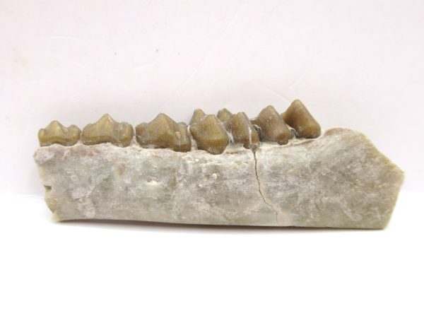 Genuine Oligocene Age Leptomeryx Deer Jaw Fossils From Nebraska For Sale #17