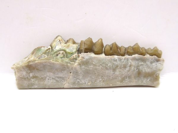 Genuine Oligocene Age Leptomeryx Deer Jaw Fossils From Nebraska For Sale #17a