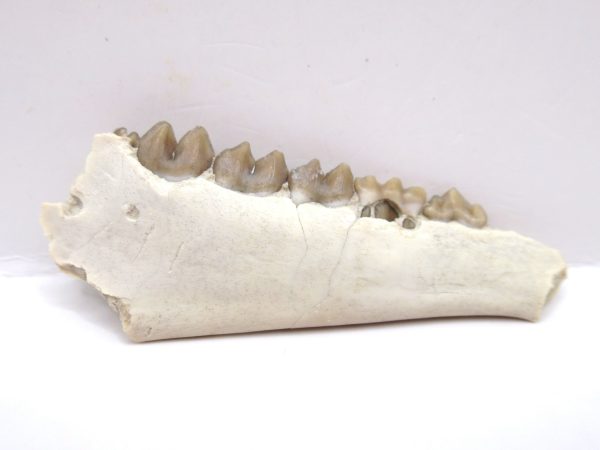 Genuine Oligocene Age Leptomeryx Deer Jaw Fossils From Nebraska For Sale #18