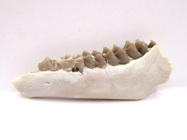 Genuine Oligocene Age Leptomeryx Deer Jaw Fossils From Nebraska For Sale #18a