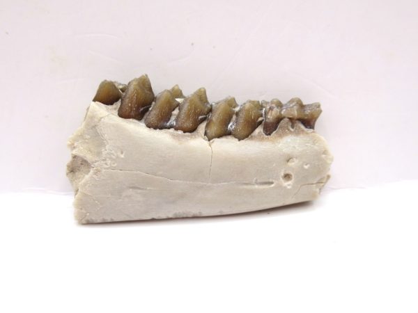 Genuine Oligocene Age Leptomeryx Deer Jaw Fossils From Nebraska For Sale #19