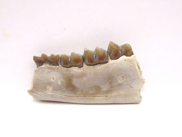 Genuine Oligocene Age Leptomeryx Deer Jaw Fossils From Nebraska For Sale #19a