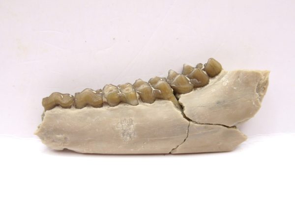 Genuine Oligocene Age Leptomeryx Deer Jaw Fossils From Nebraska For Sale #20