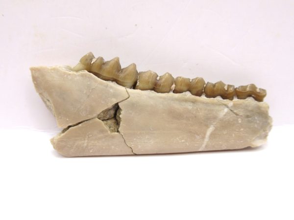 Genuine Oligocene Age Leptomeryx Deer Jaw Fossils From Nebraska For Sale #20a