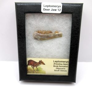 Genuine Oligocene Age Leptomeryx Deer Jaw Fossils From Nebraska For Sale #12