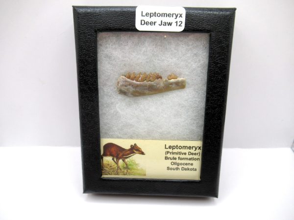 Genuine Oligocene Age Leptomeryx Deer Jaw Fossils From Nebraska For Sale #12