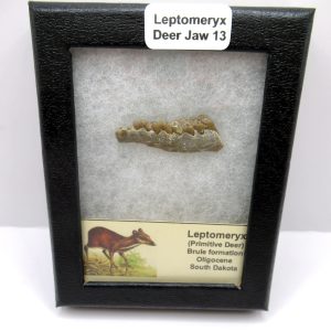 Genuine Oligocene Age Leptomeryx Deer Jaw Fossils From Nebraska For Sale #13