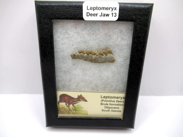 Genuine Oligocene Age Leptomeryx Deer Jaw Fossils From Nebraska For Sale #13