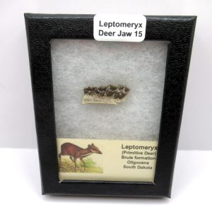 Genuine Oligocene Age Leptomeryx Deer Jaw Fossils From Nebraska For Sale #15