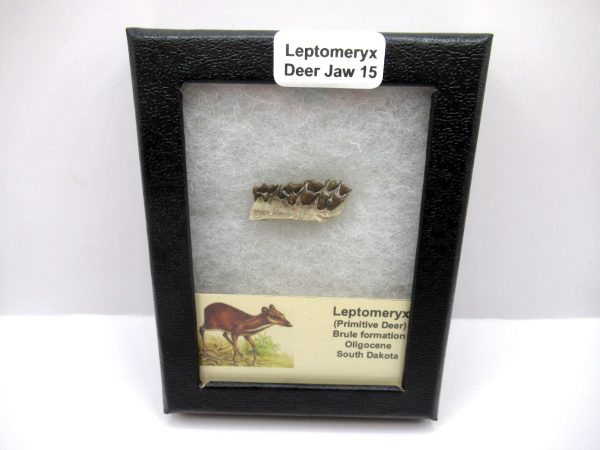 Genuine Oligocene Age Leptomeryx Deer Jaw Fossils From Nebraska For Sale #15