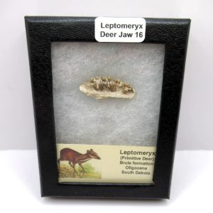 Genuine Oligocene Age Leptomeryx Deer Jaw Fossils From Nebraska For Sale #16