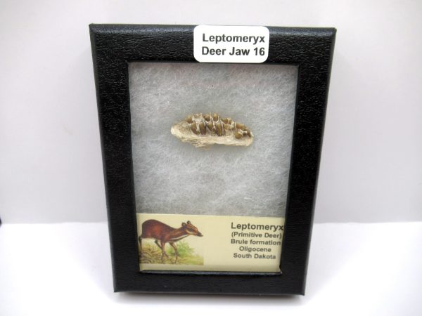 Genuine Oligocene Age Leptomeryx Deer Jaw Fossils From Nebraska For Sale #16