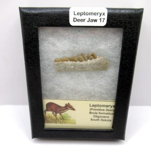 Genuine Oligocene Age Leptomeryx Deer Jaw Fossils From Nebraska For Sale #17