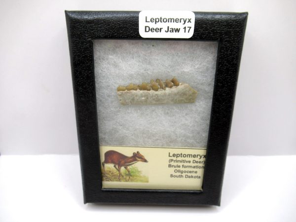 Genuine Oligocene Age Leptomeryx Deer Jaw Fossils From Nebraska For Sale #17