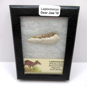 Genuine Oligocene Age Leptomeryx Deer Jaw Fossils From Nebraska For Sale #18