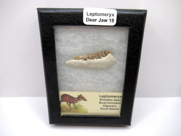 Genuine Oligocene Age Leptomeryx Deer Jaw Fossils From Nebraska For Sale #18