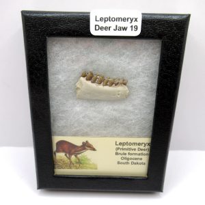 Genuine Oligocene Age Leptomeryx Deer Jaw Fossils From Nebraska For Sale #19