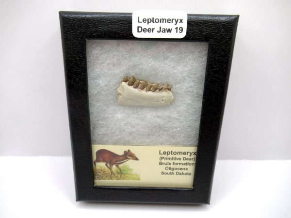 Genuine Oligocene Age Leptomeryx Deer Jaw Fossils From Nebraska For Sale #19