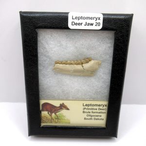 Genuine Oligocene Age Leptomeryx Deer Jaw Fossils From Nebraska For Sale #20