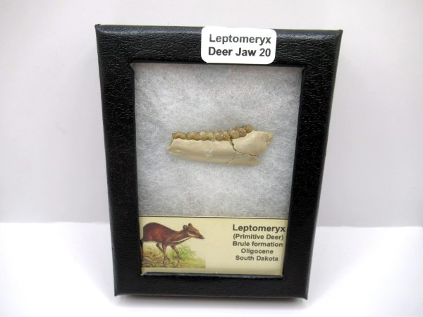 Genuine Oligocene Age Leptomeryx Deer Jaw Fossils From Nebraska For Sale #20