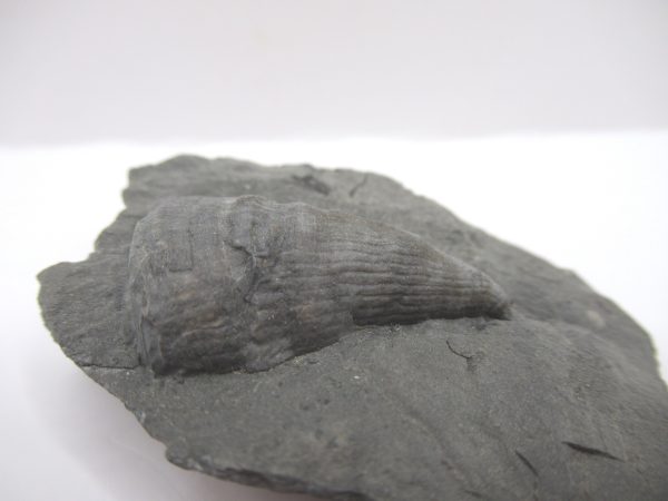 Genuine Devonian Age Amplexiphyllum Horn Coral Fossils For Sale From New York #29b