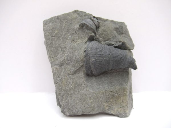 Genuine Devonian Age Amplexiphyllum Horn Coral Fossils For Sale From New York #30