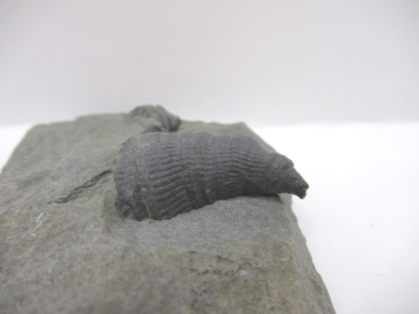 Genuine Devonian Age Amplexiphyllum Horn Coral Fossils For Sale From New York #30a