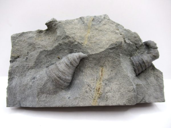 Genuine Devonian Age Amplexiphyllum Horn Coral Fossils For Sale From New York #31