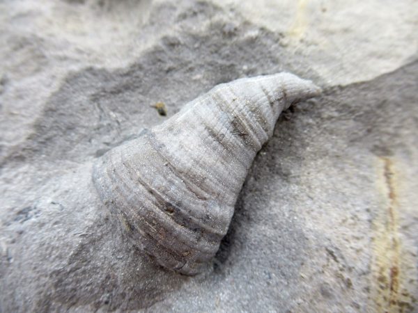 Genuine Devonian Age Amplexiphyllum Horn Coral Fossils For Sale From New York #31a