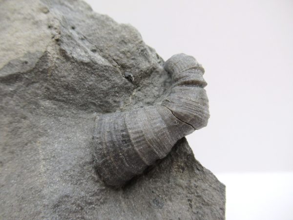 Genuine Devonian Age Amplexiphyllum Horn Coral Fossils For Sale From New York #31b