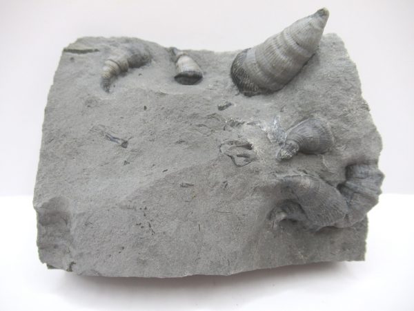 Genuine Devonian Age Amplexiphyllum Horn Coral Fossils For Sale From New York #32