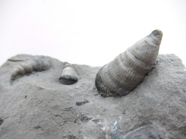 Genuine Devonian Age Amplexiphyllum Horn Coral Fossils For Sale From New York #32a