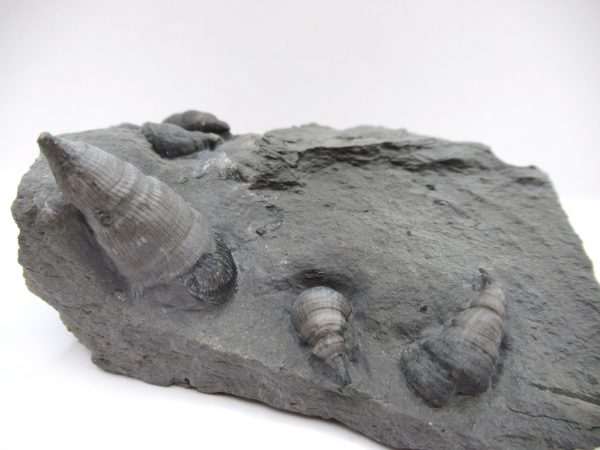 Genuine Devonian Age Amplexiphyllum Horn Coral Fossils For Sale From New York #32c