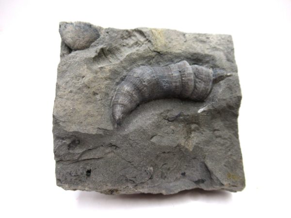 Genuine Devonian Age Stereolasma Horn Coral Fossils For Sale From New York #11