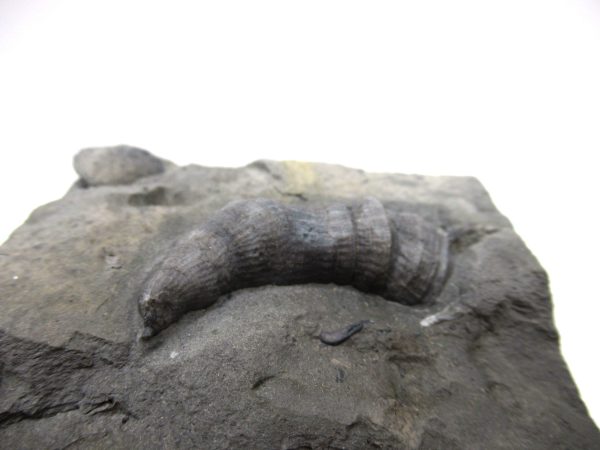 Genuine Devonian Age Stereolasma Horn Coral Fossils For Sale From New York #11a