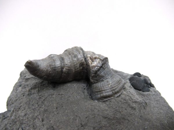 Genuine Devonian Age Stereolasma Horn Coral Fossils For Sale From New York #12a