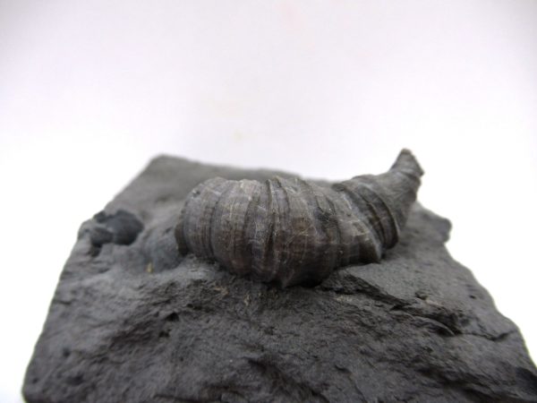 Genuine Devonian Age Stereolasma Horn Coral Fossils For Sale From New York #12b