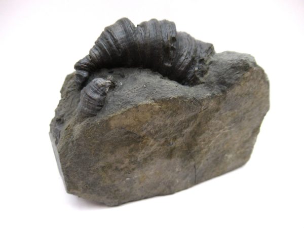 Genuine Devonian Age Stereolasma Horn Coral Fossils For Sale From New York #14b