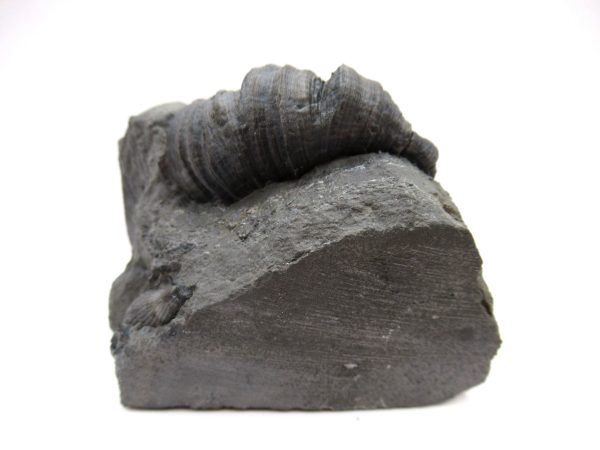 Genuine Devonian Age Stereolasma Horn Coral Fossils For Sale From New York #14s