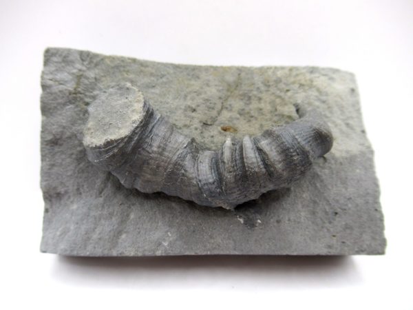 Genuine Devonian Age Stereolasma Horn Coral Fossils For Sale From New York #16